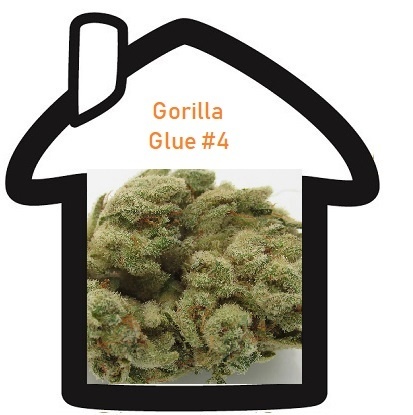 gorilla glue #4